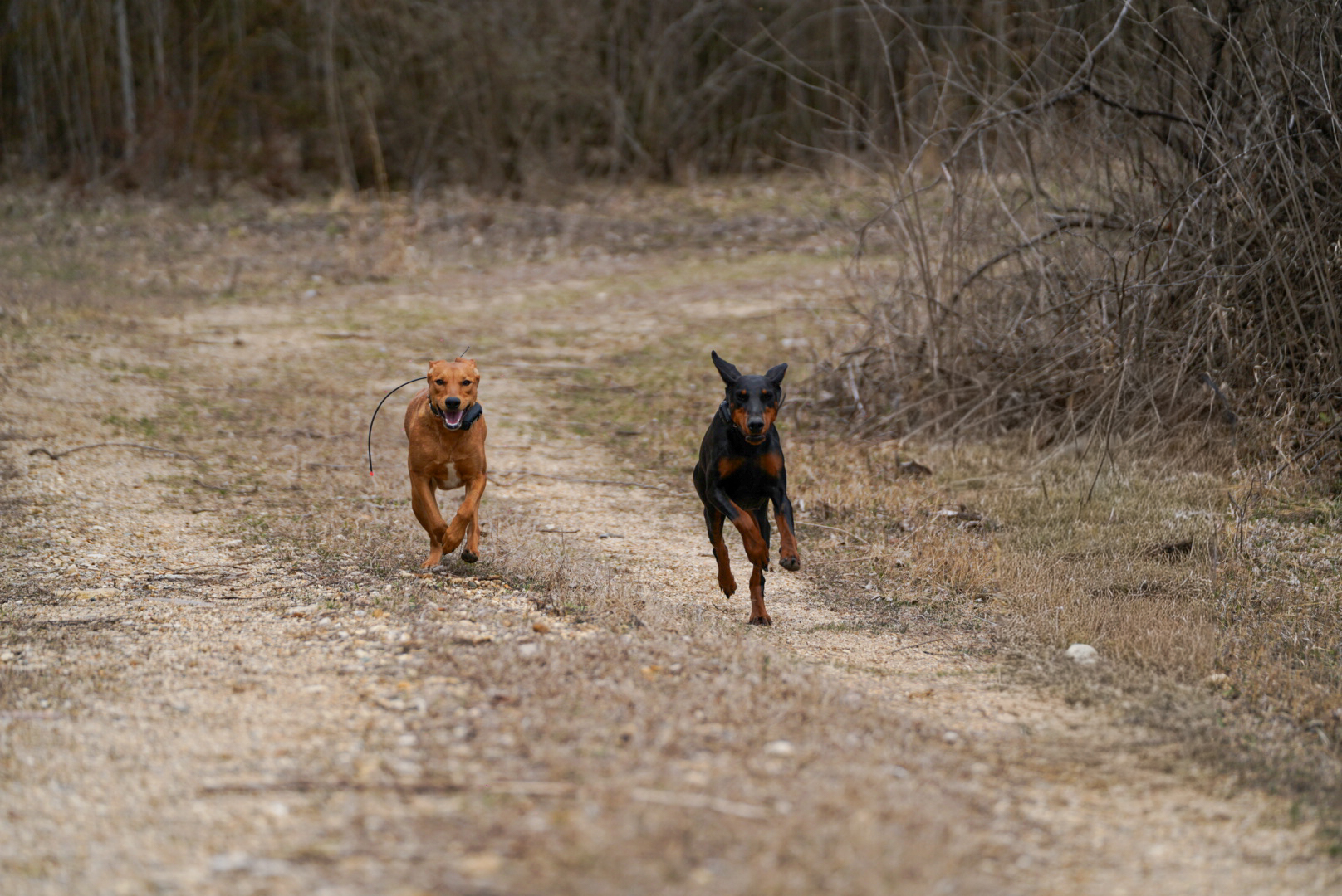 Rhodesian ridgeback and Doberman running together