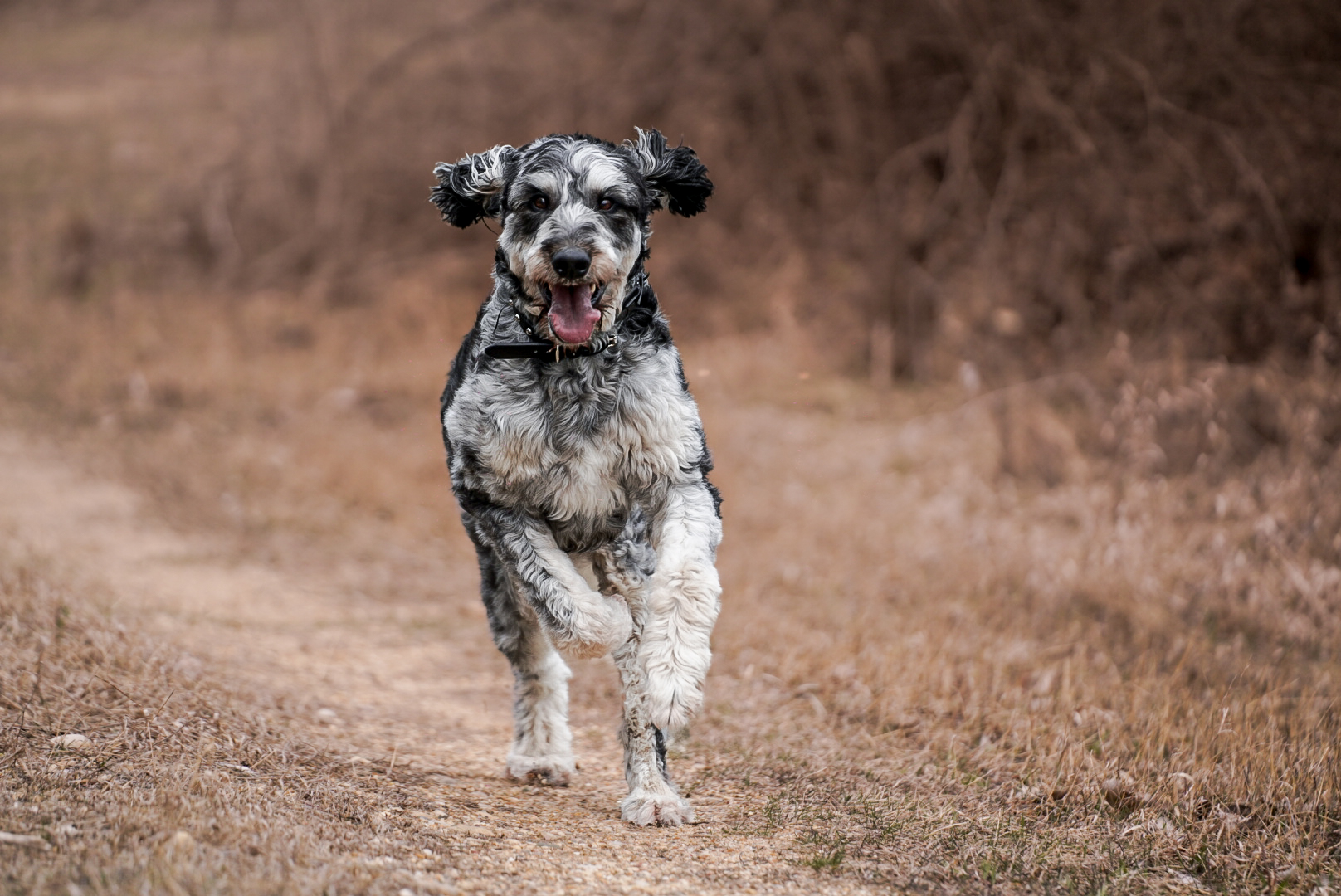 Happy doodle running down trail