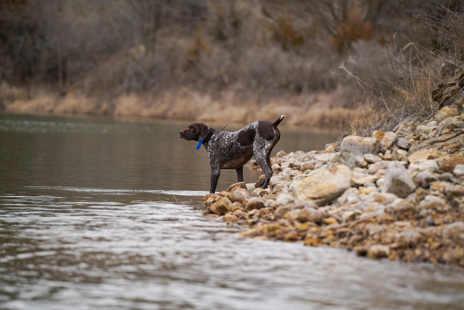 German shorthaired pointer standing by river