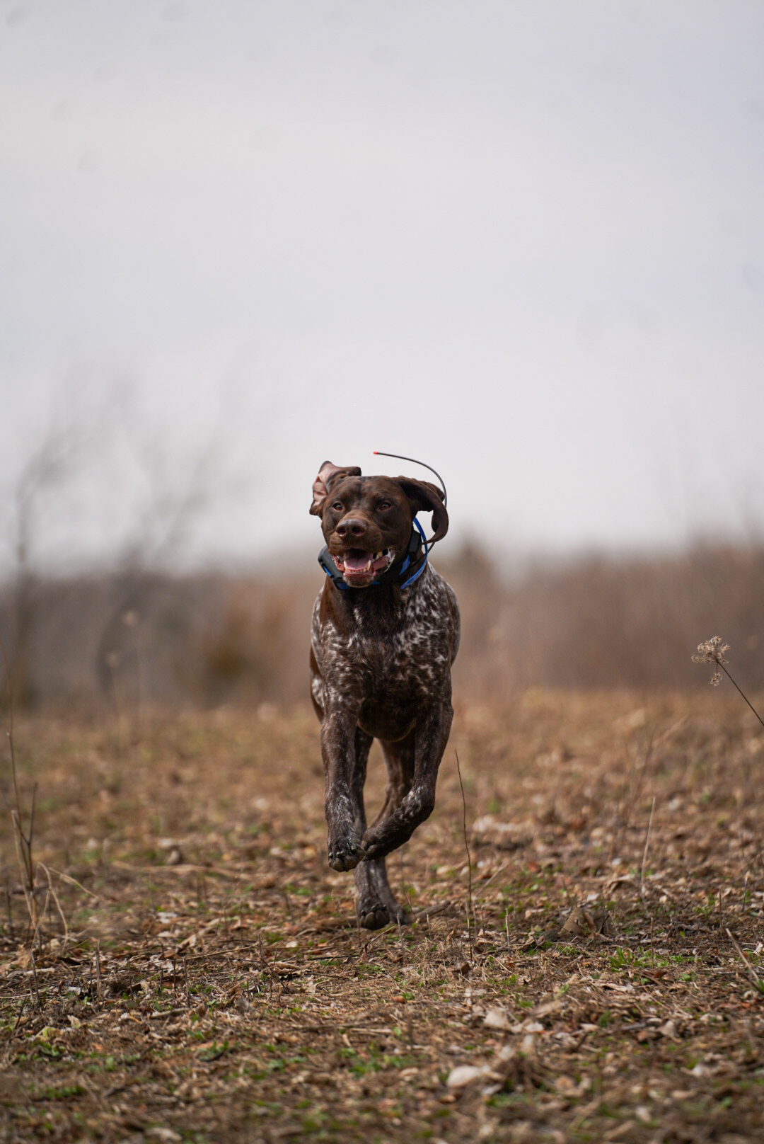 German shorthaired pointer sprinting through field