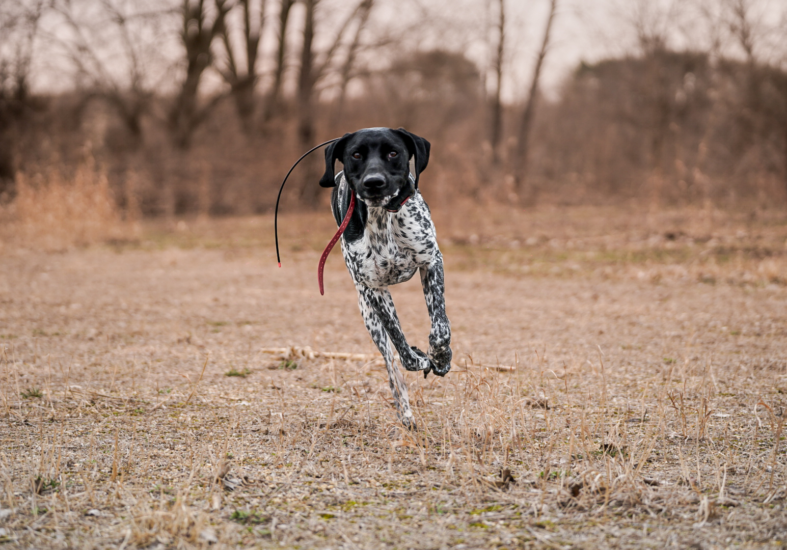German shorthaired pointer leaping through field
