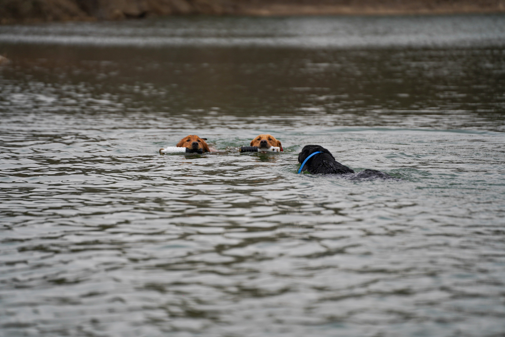 Swim & Play