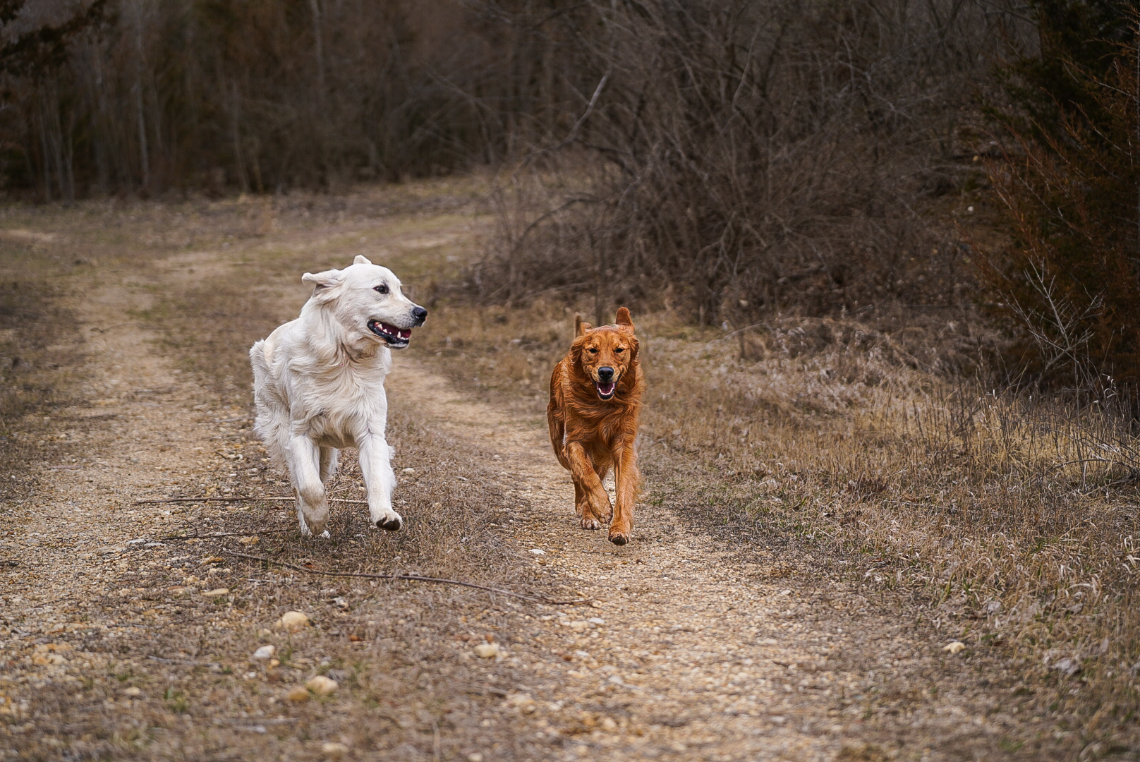 White golden and red golden running side by side