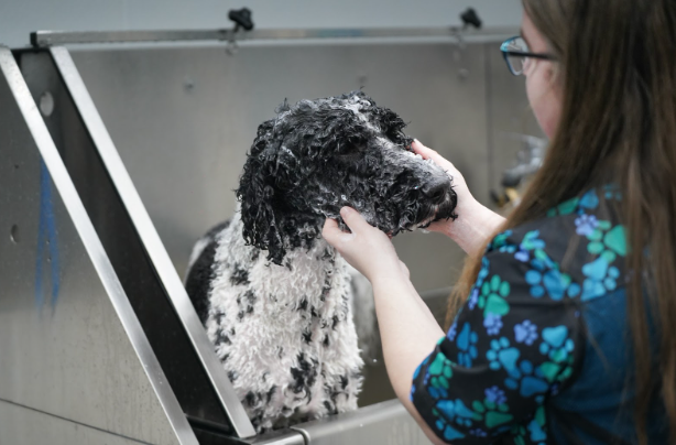 Professional groomer gently caring for dog during bath