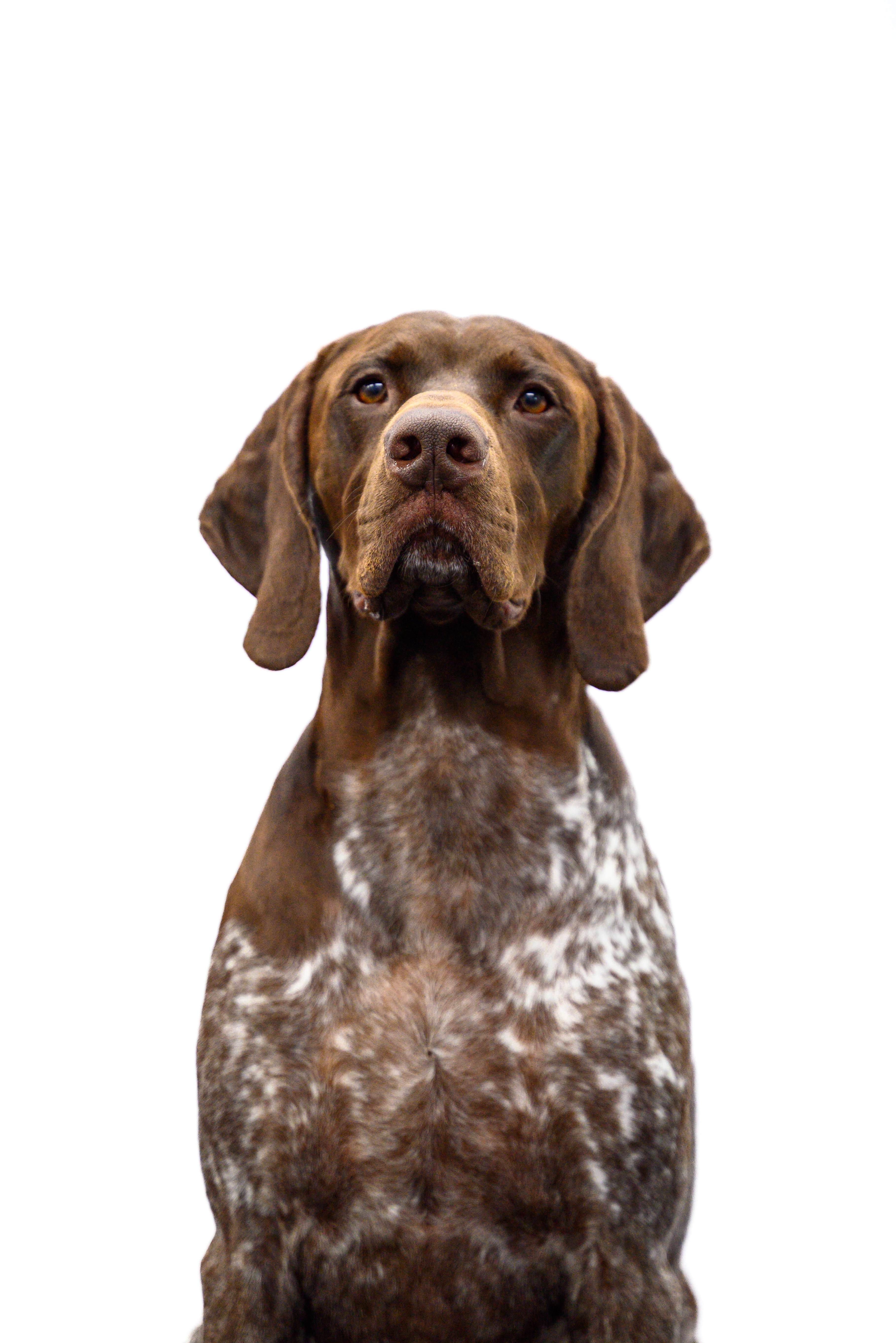 Brown and white German Shorthaired Pointer at Carlson Canine Camp
