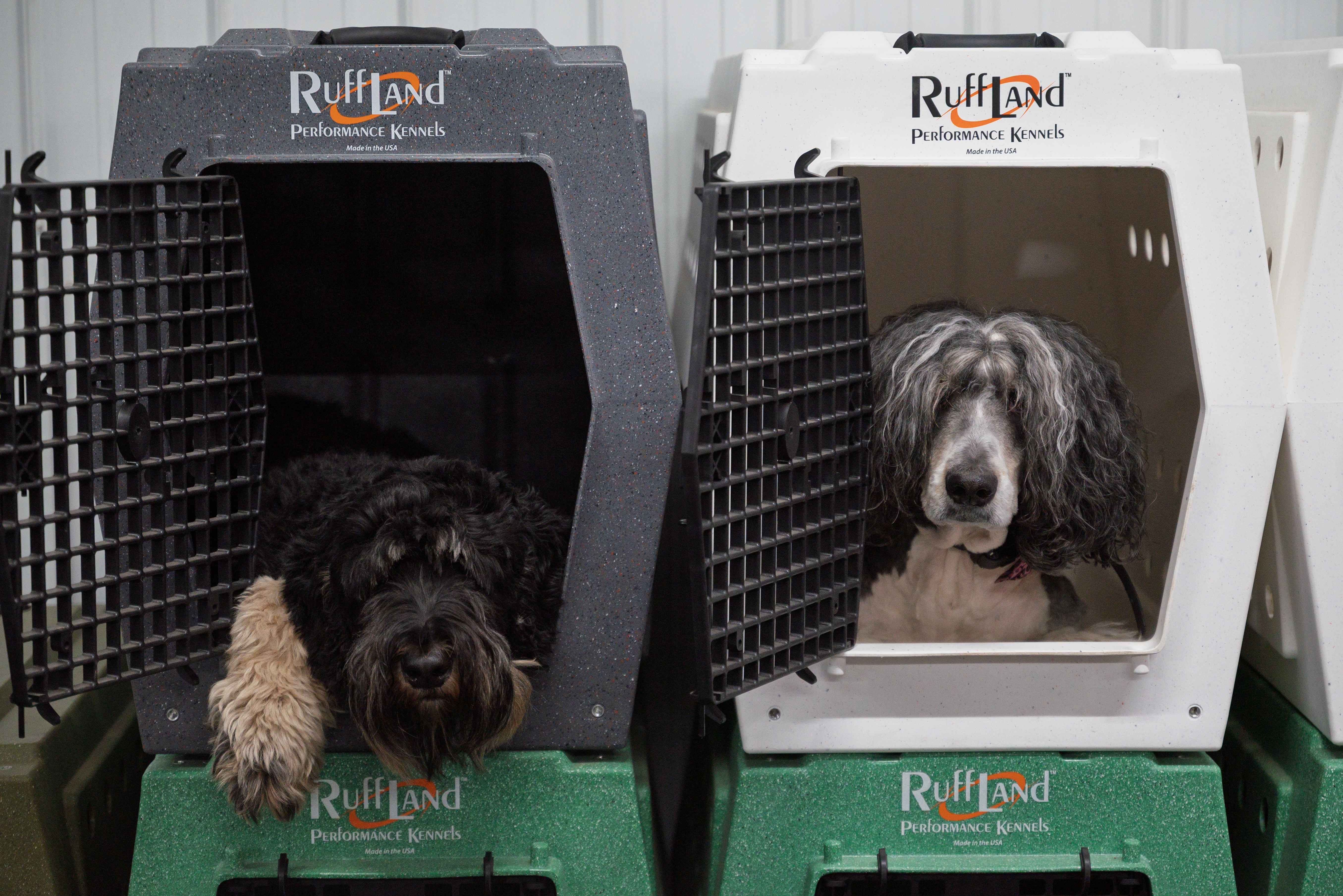 Dogs receiving professional private training at Carlson Canine Camp