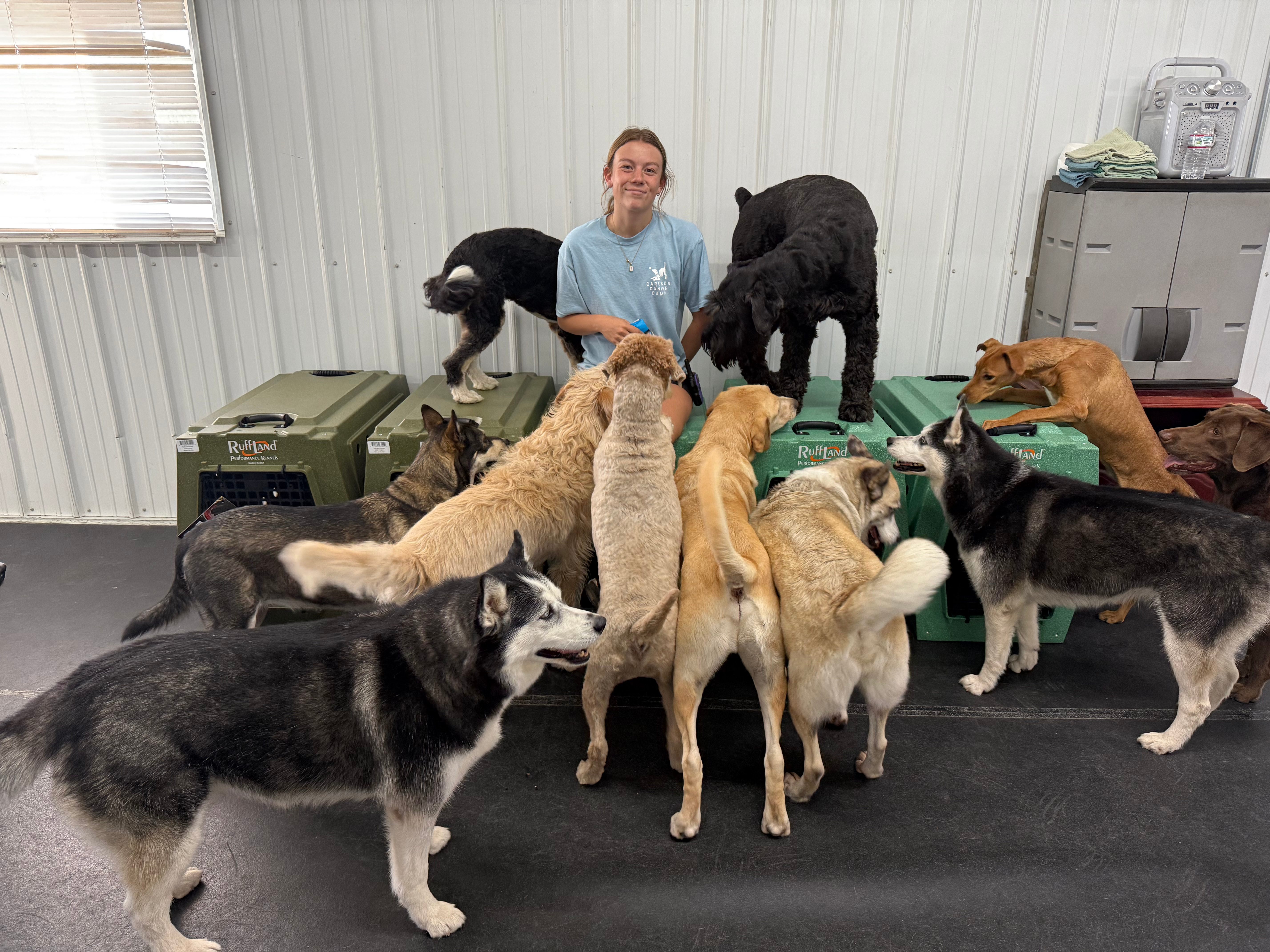 Staff member with a large group of happy dogs at Carlson Canine Camp daycare in Freeport IL