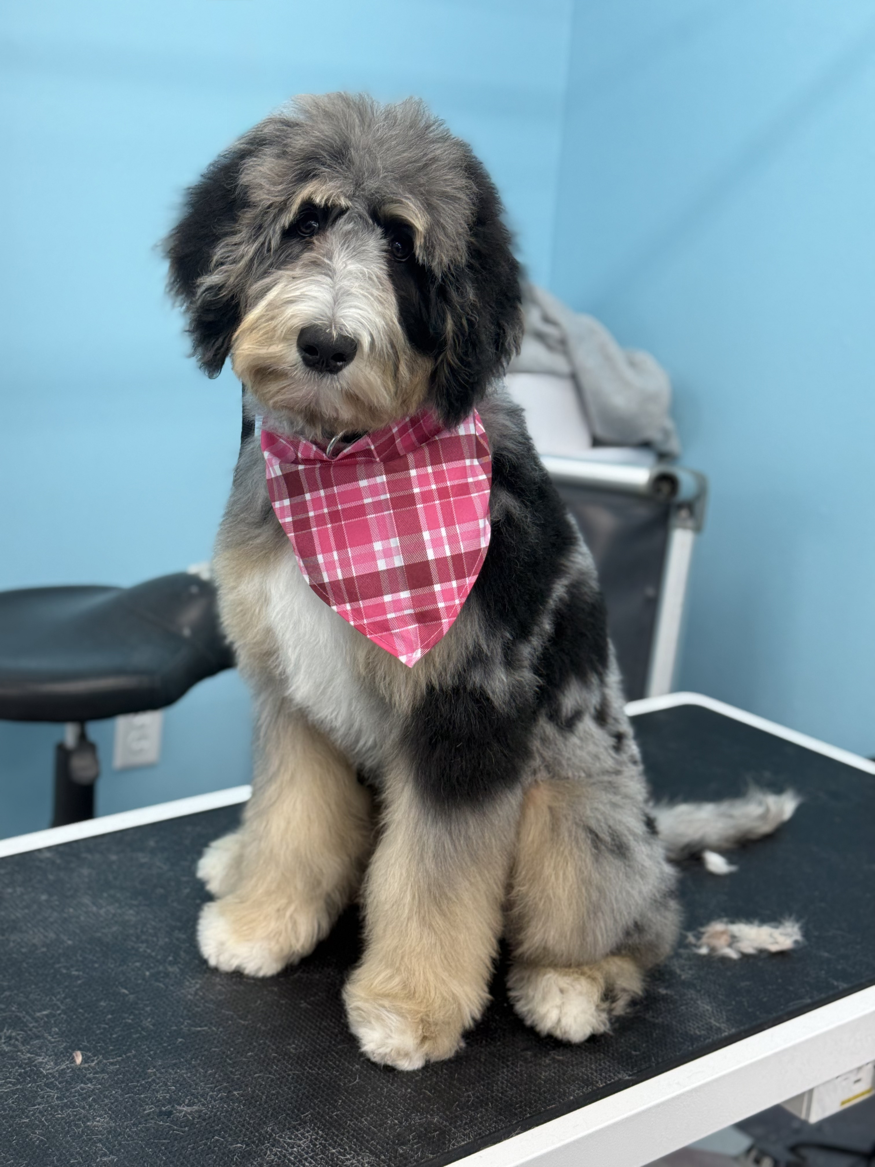 Bentley - Bernedoodle