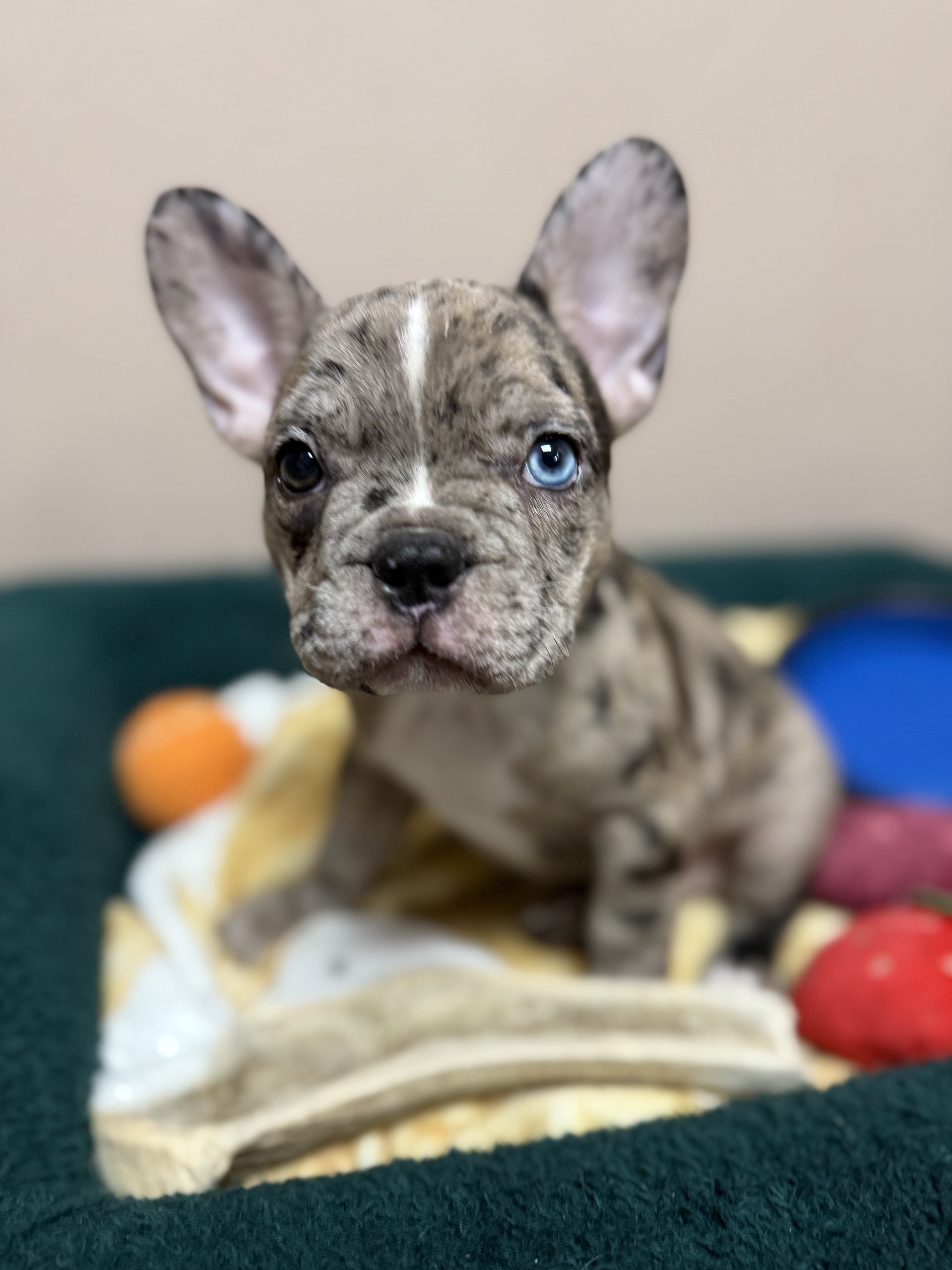 Blaze - French Bulldog