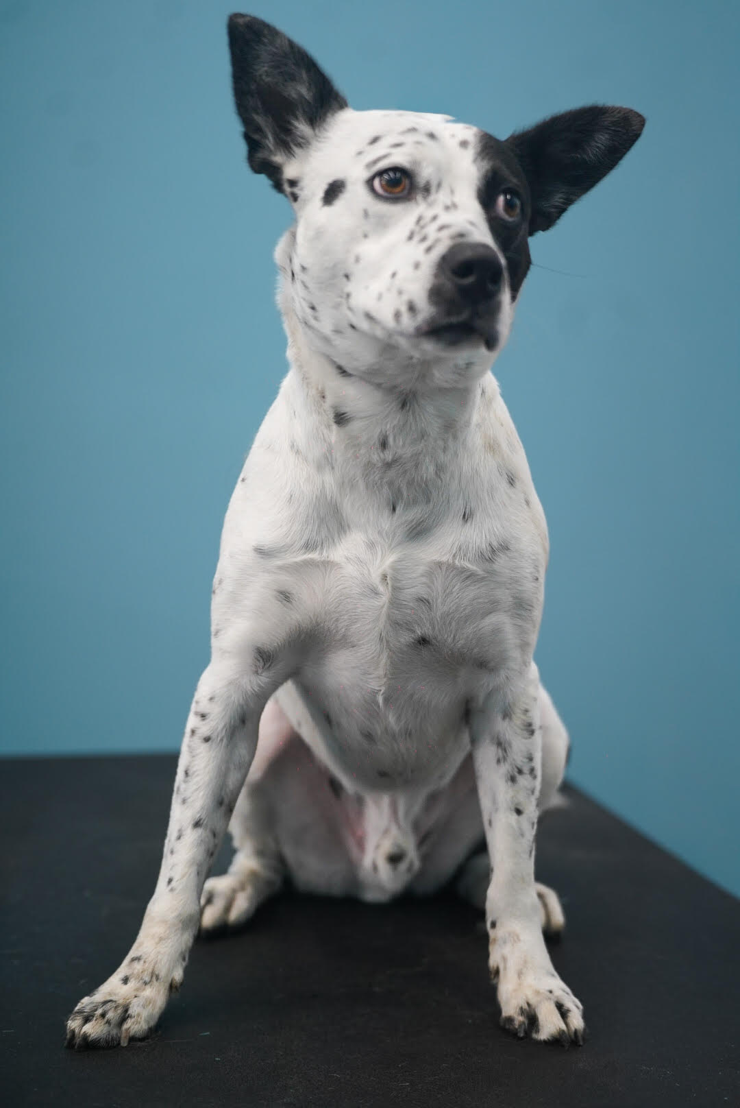 Bo - Mixed Breed