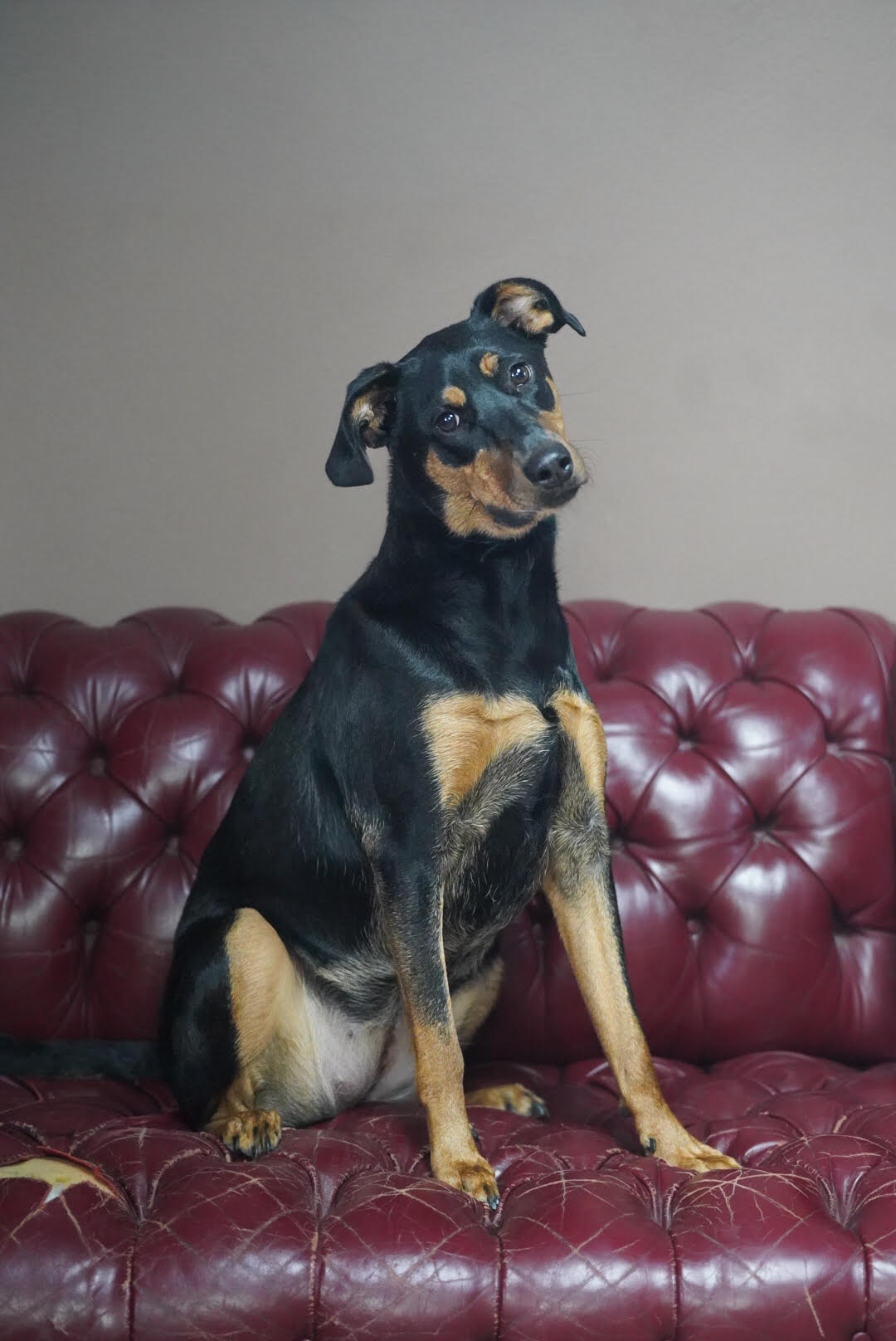 Eko - Doberman/Pitbull
