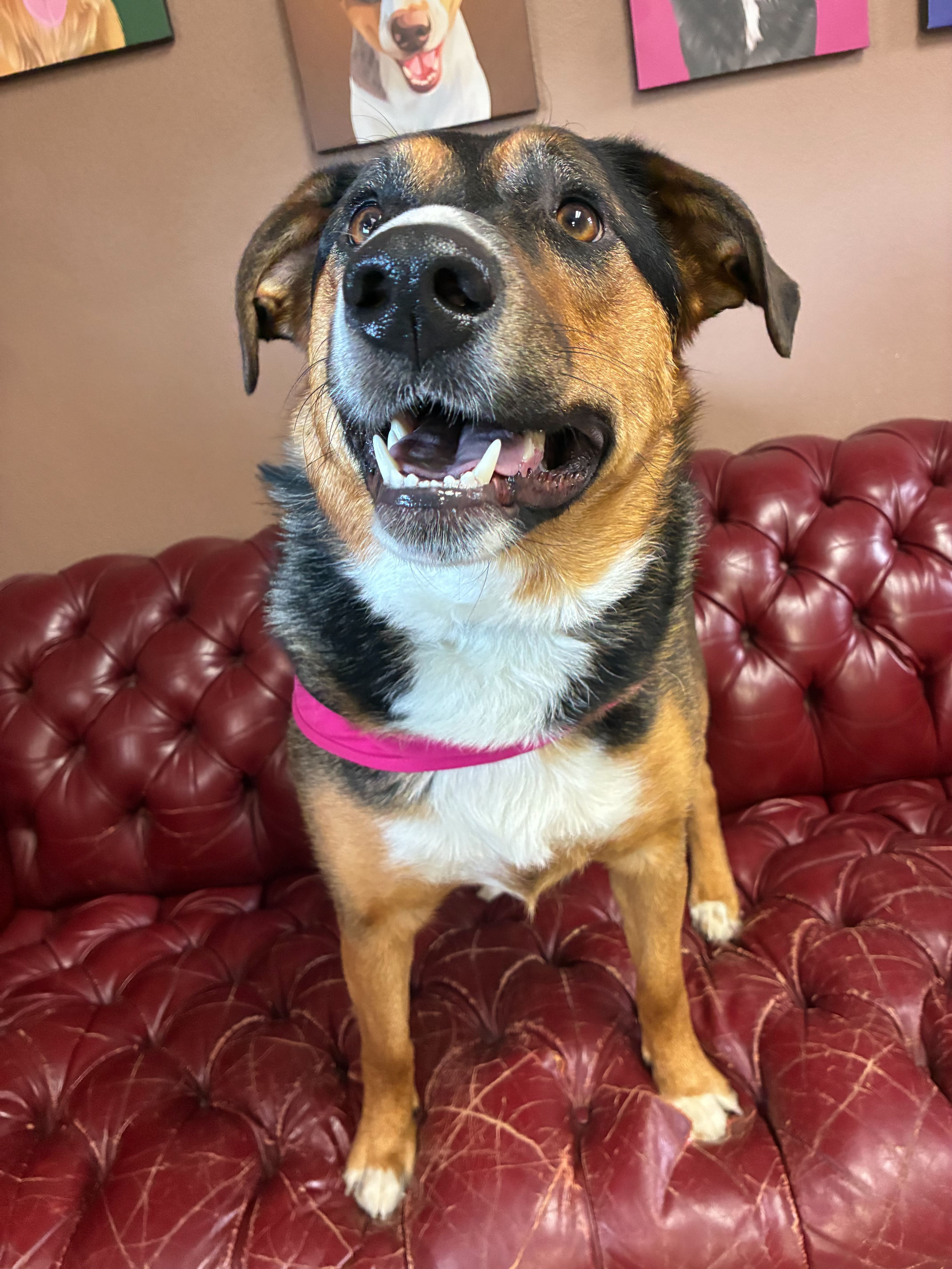 Isabella - German Shepherd Mix