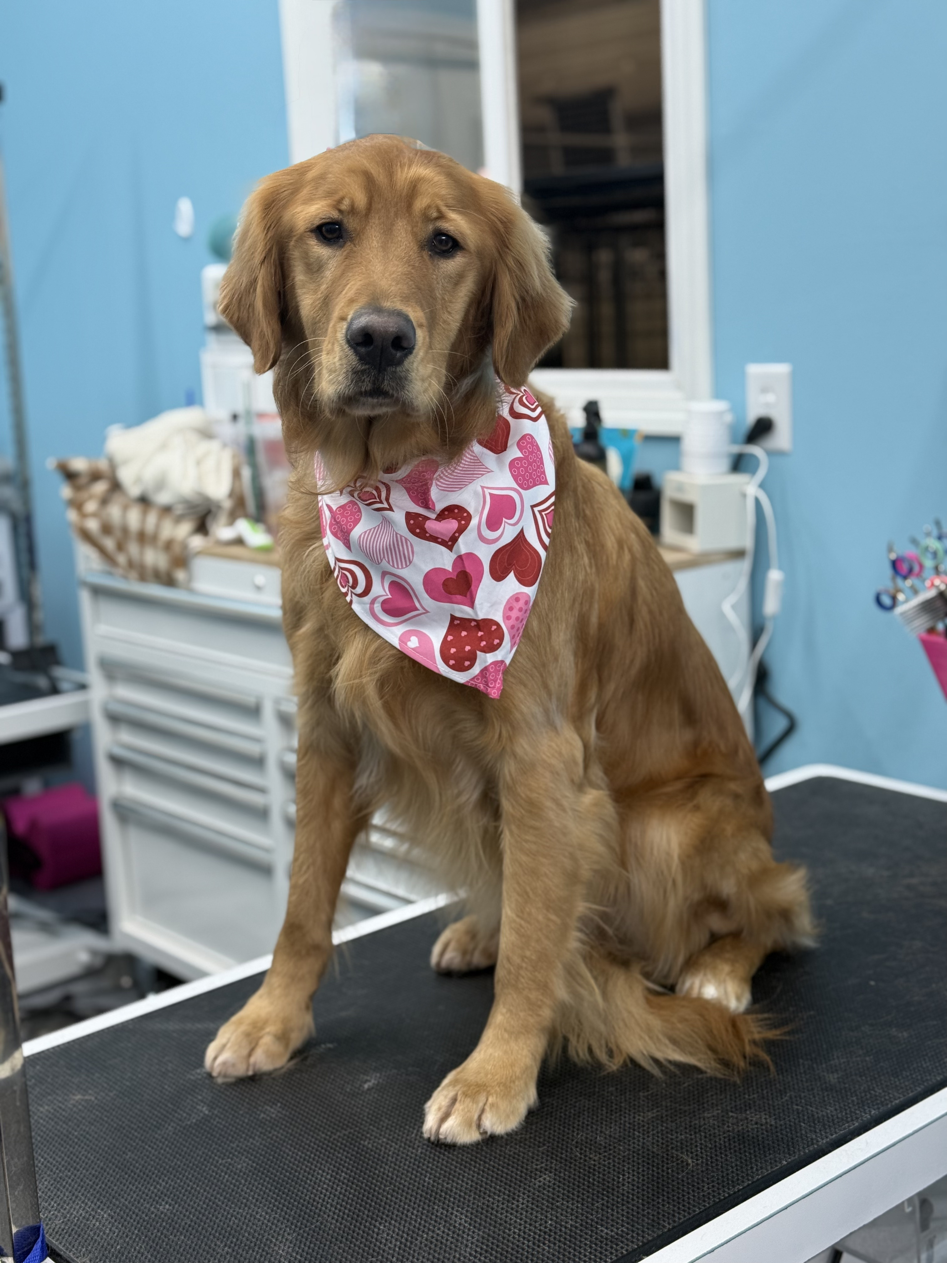 Lola - Golden Retriever