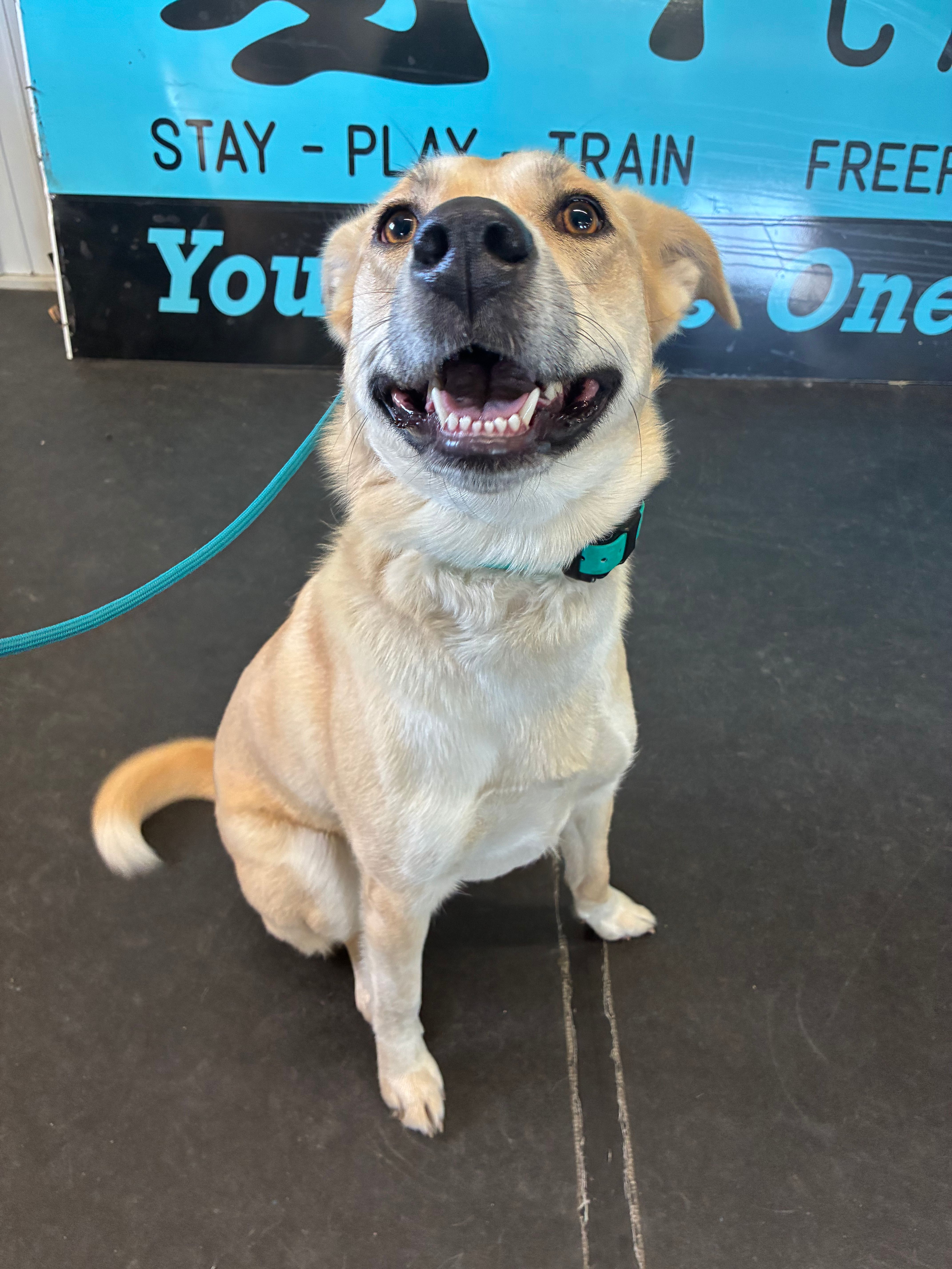 Molly - Husky Mix