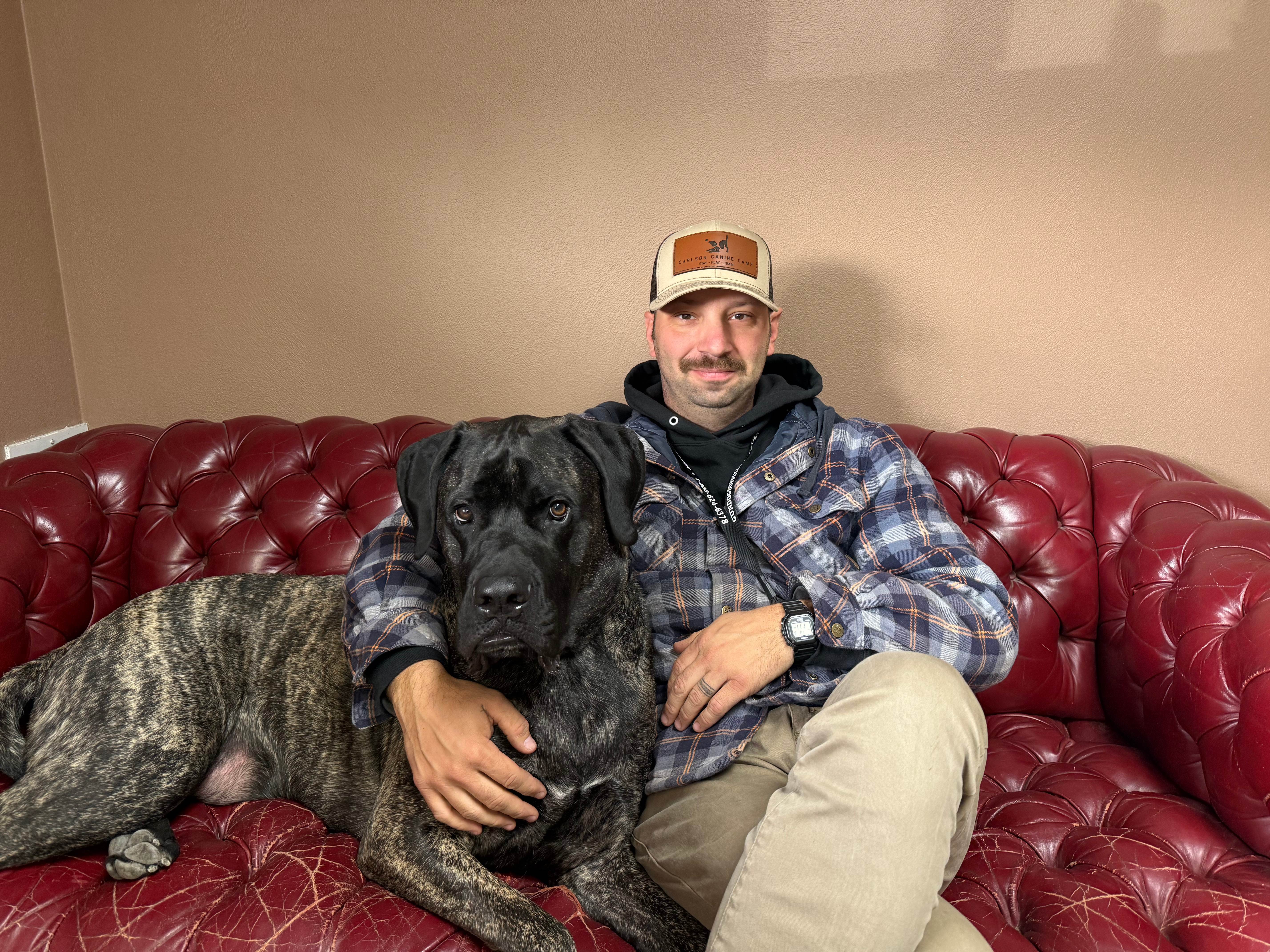 Oly - Great Dane / English Mastiff