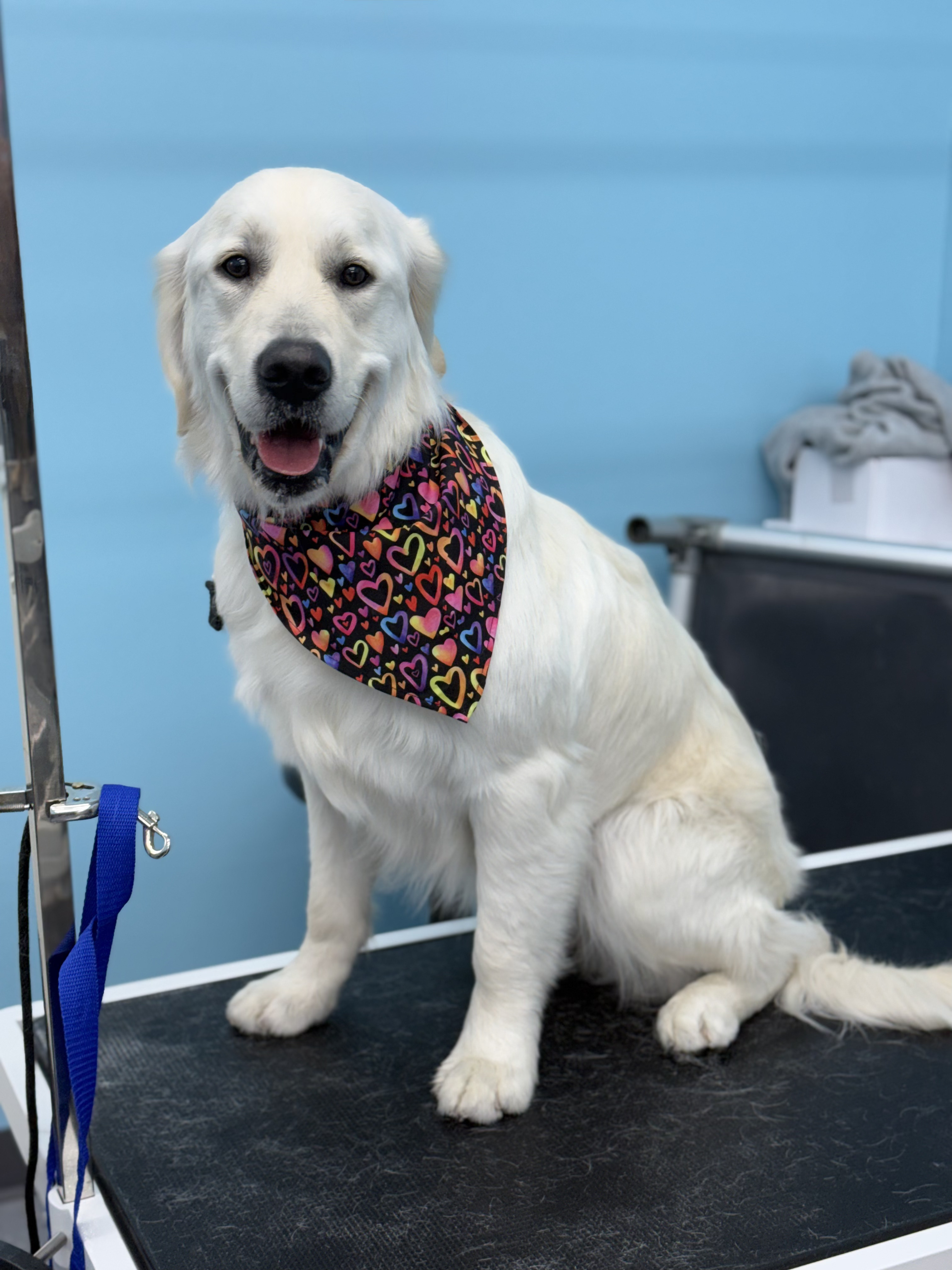 Otis - Golden Retriever