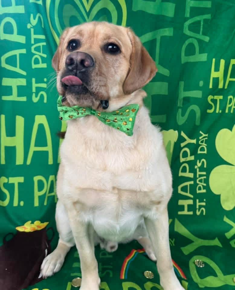 Rowdy - Labrador Retriever