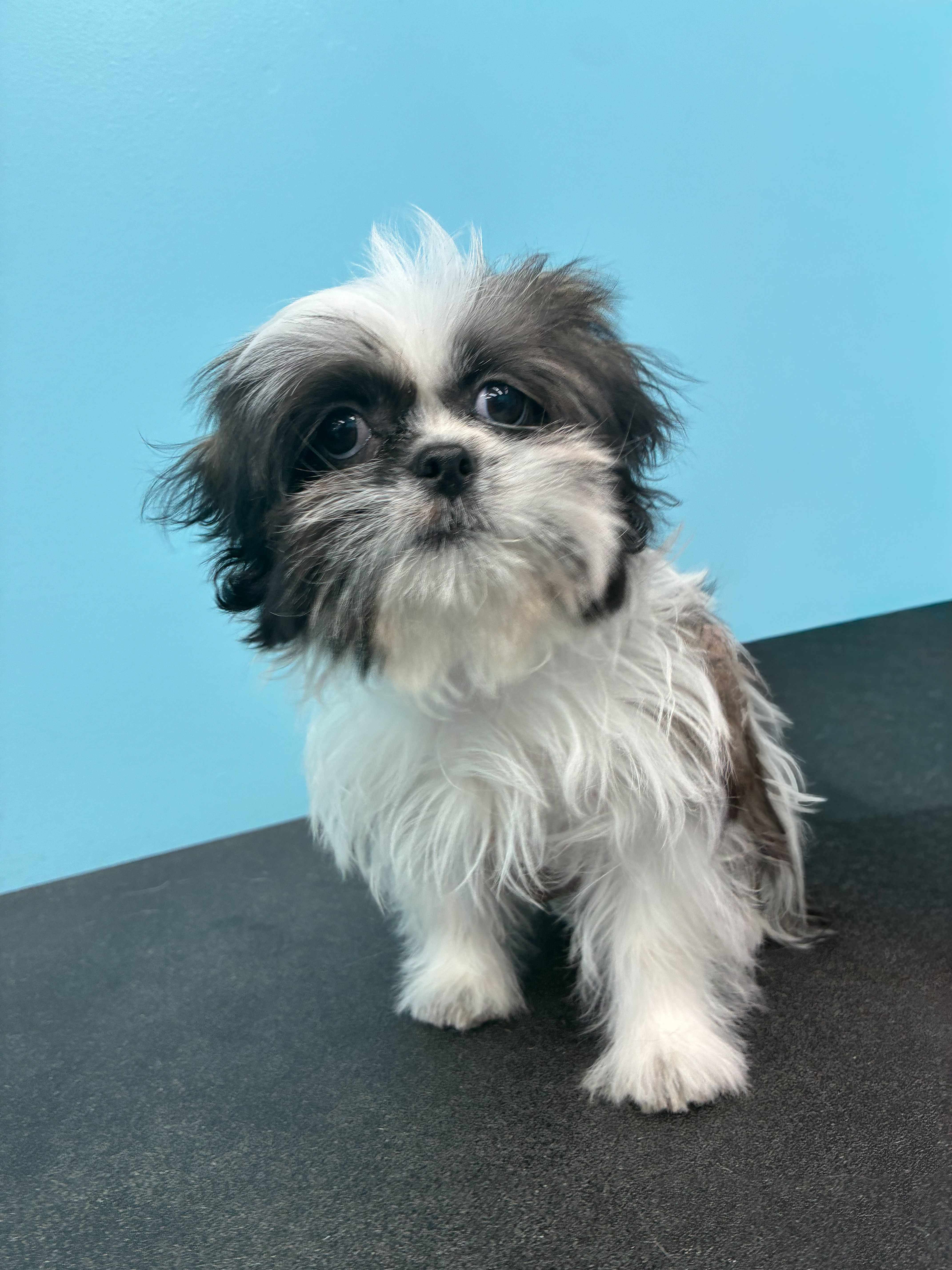 Sassy - Shih Tzu