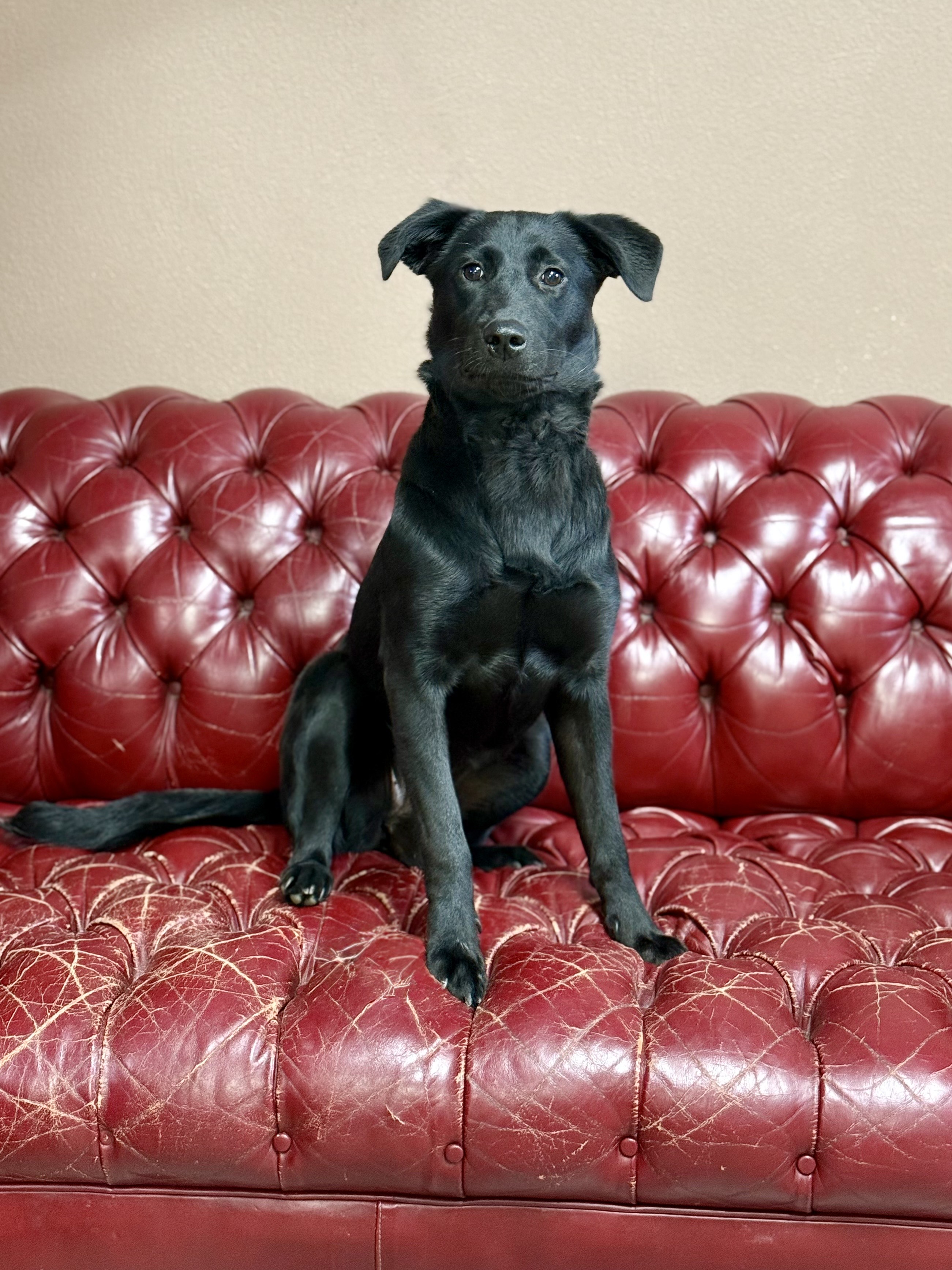 Sienna Tae - Mixed Breed