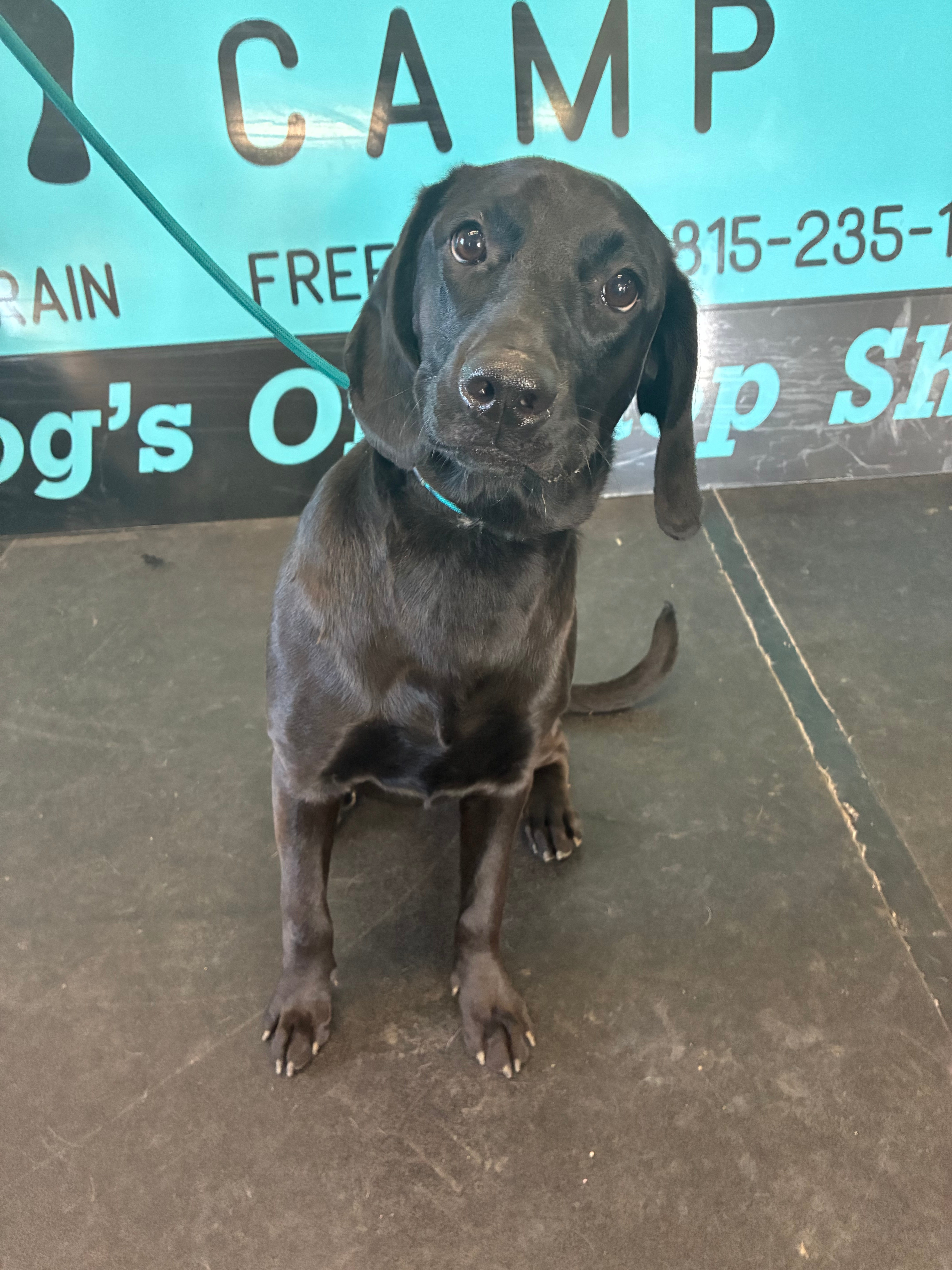 Sophie - Hound/Lab Mix