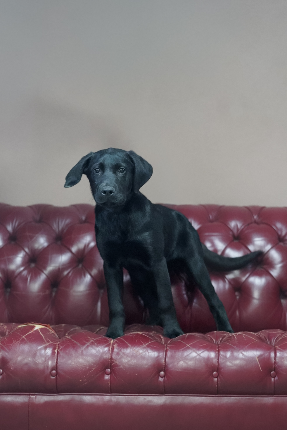 Willy - Labrador Retriever